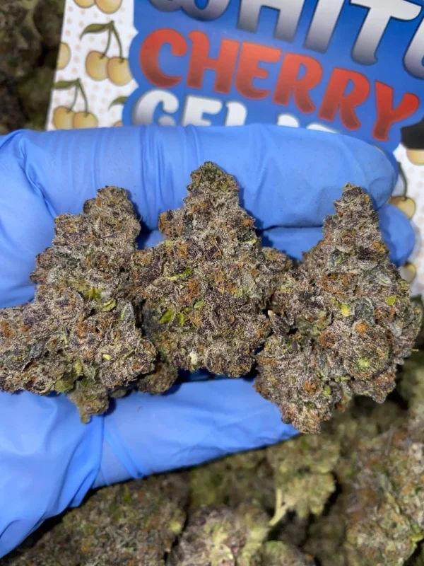 White Cherry Gelato Mediums
