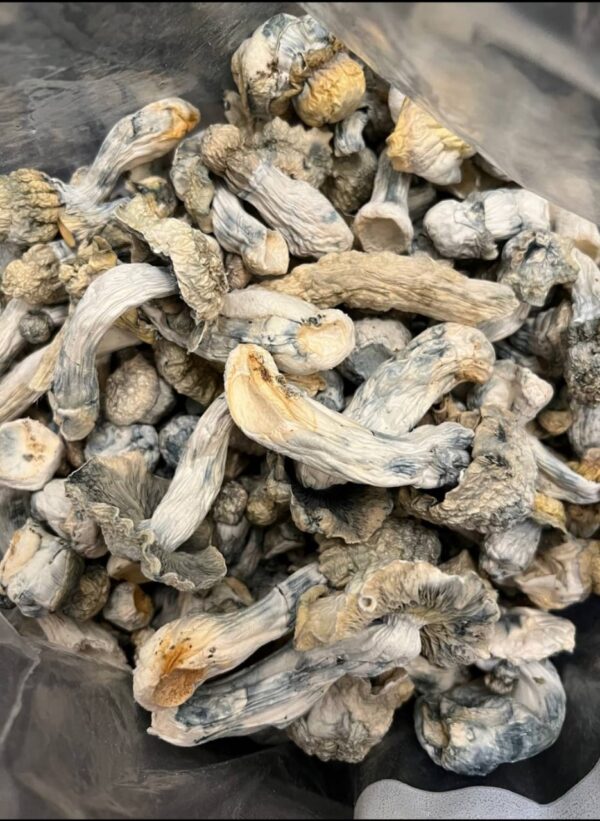 GHOSTS  (Exotics) psilocybin mushroom