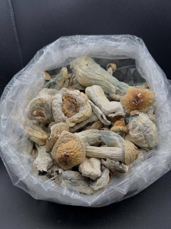 MUSHROOMS PENIS ENVY - Image 2