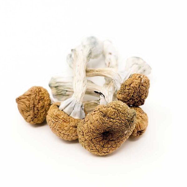 Texas Yellow Caps mushroom