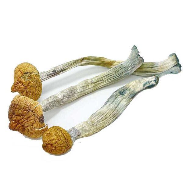 Koh Samui Magic Mushrooms